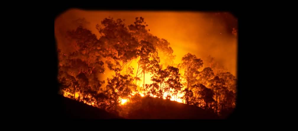 Waldbrand in Ofen