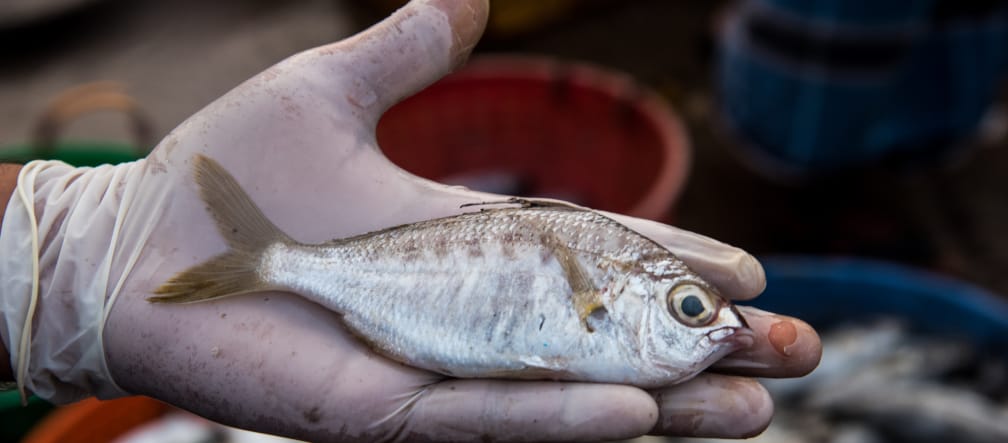 Whipfin-Silver-Biddy Fisch