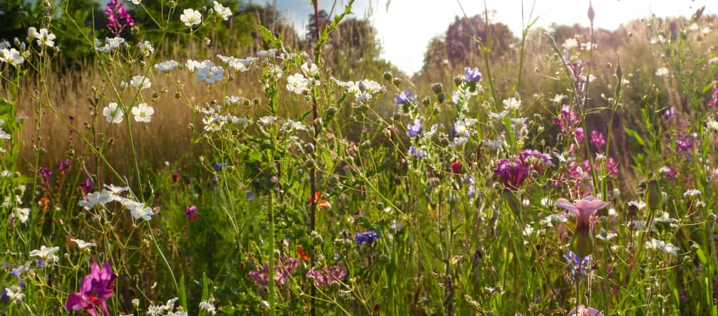 Artenreiche Wildblumenwiesen sind für viele Insekten überlebenswichtig Wildblumenwiese