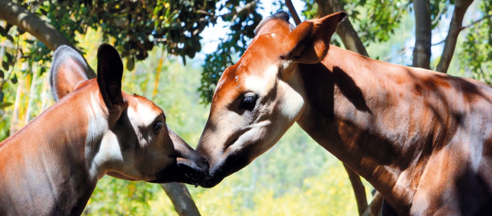 Okapis (Okapia johnstoni) sehen aus wie kleine Giraffen, die Streifen wie Zebras haben verwendung