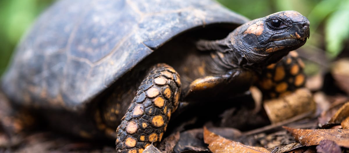 Waldschildkröte