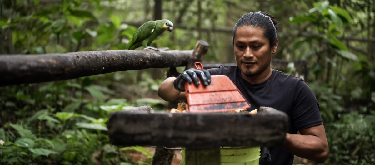 Ein Mann reinigt einen Tierfutterplatz auf einem kleinen Holzpodest im Regenwald unter den Augen eines grünen Papageien