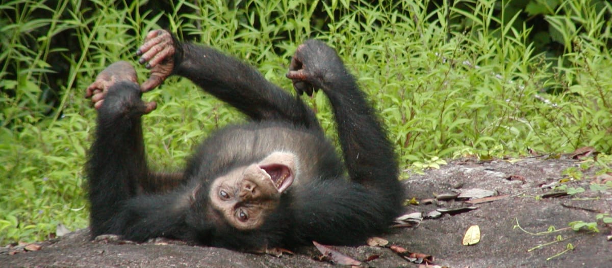 Junger Schimpanse