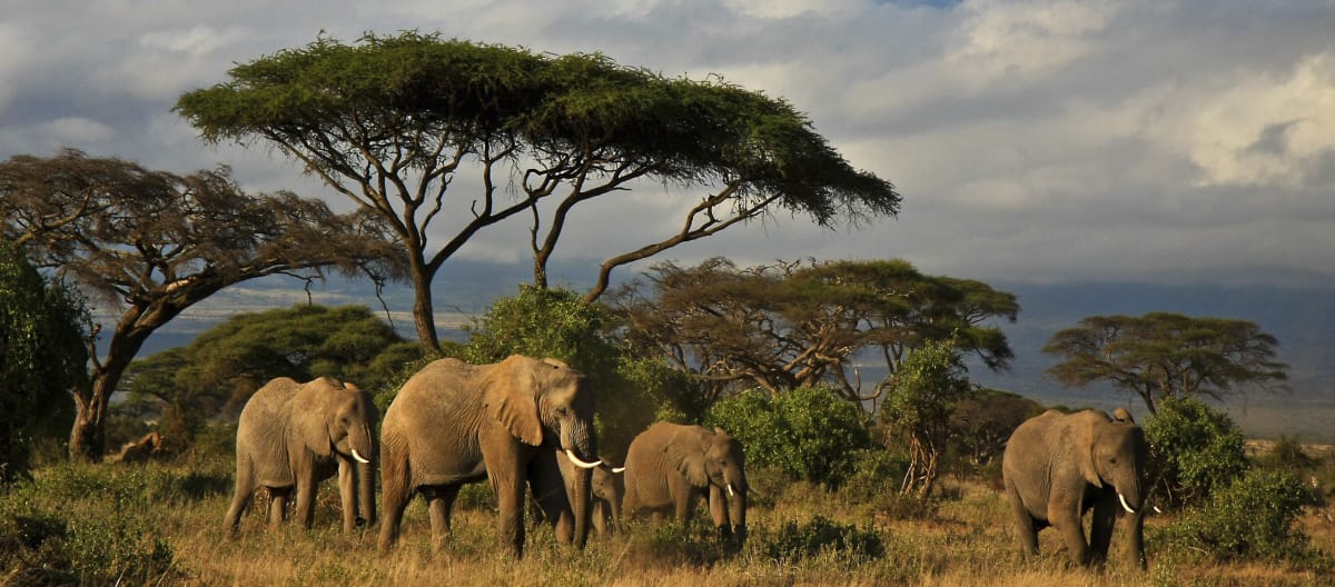 Elefanten Savannenbaum