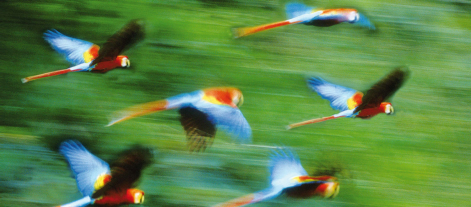 Fliegende Aras vor verwischtem Regenwald