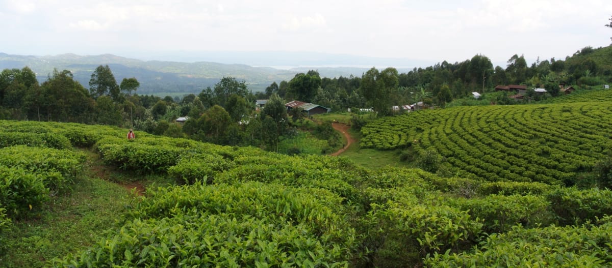 Batwa-Dorf mit Teegarten am Kahuzi-Biega Nationalpark