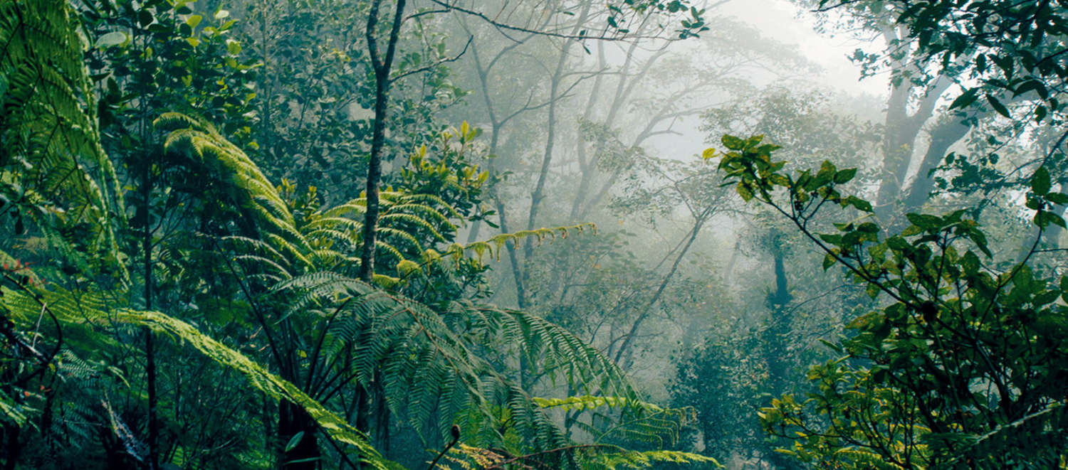 Regenwald auf Borneo