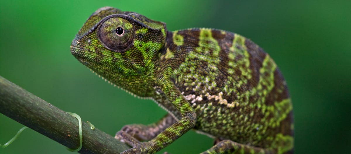 Chamäleon im Atewa-Wald, Ghana