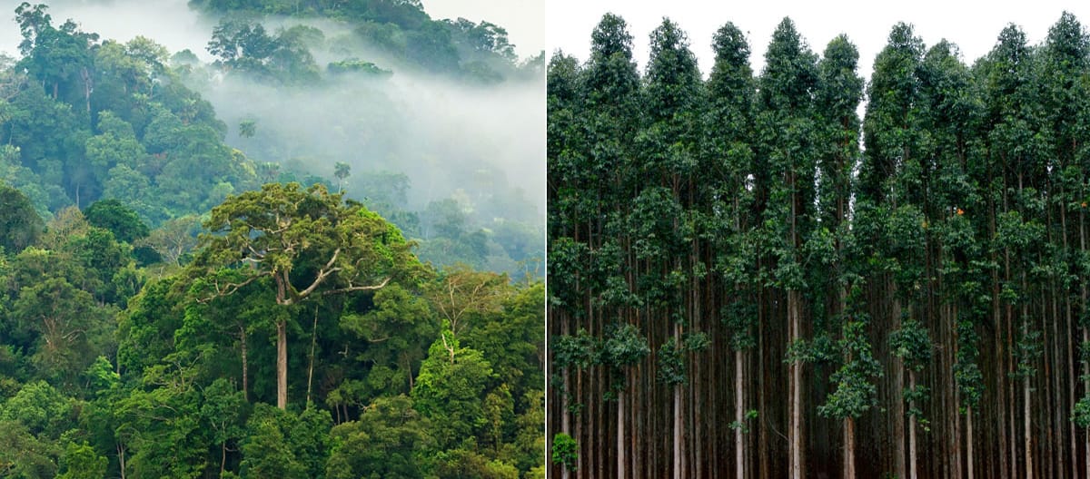 Collage Regenwald vs Plantage