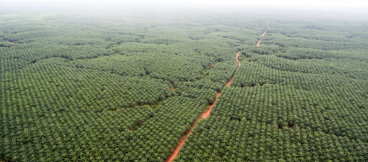 Palmölplantagen der Firma Korindo