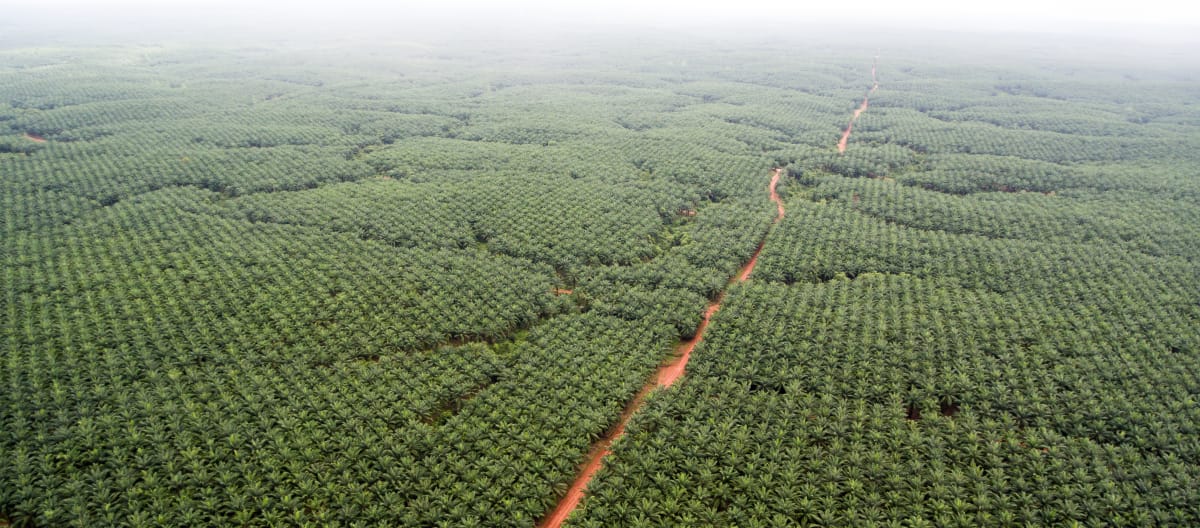 Palmölplantagen der Firma Korindo