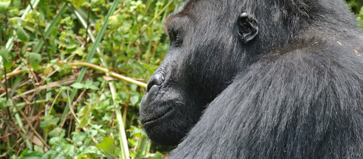 Östlicher Flachlandgorilla im Kahuzi-Biega Nationalpark