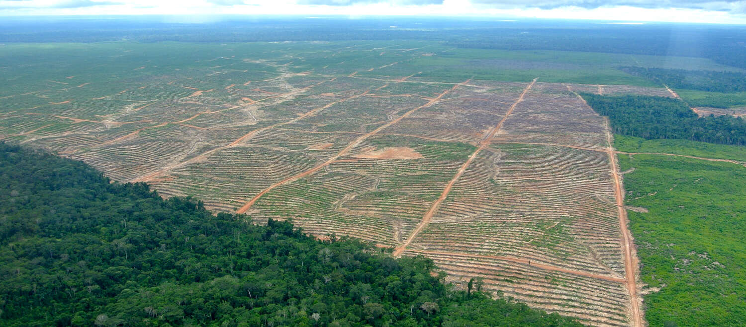 Luftbild einer Rodung für Palmöl in Peru