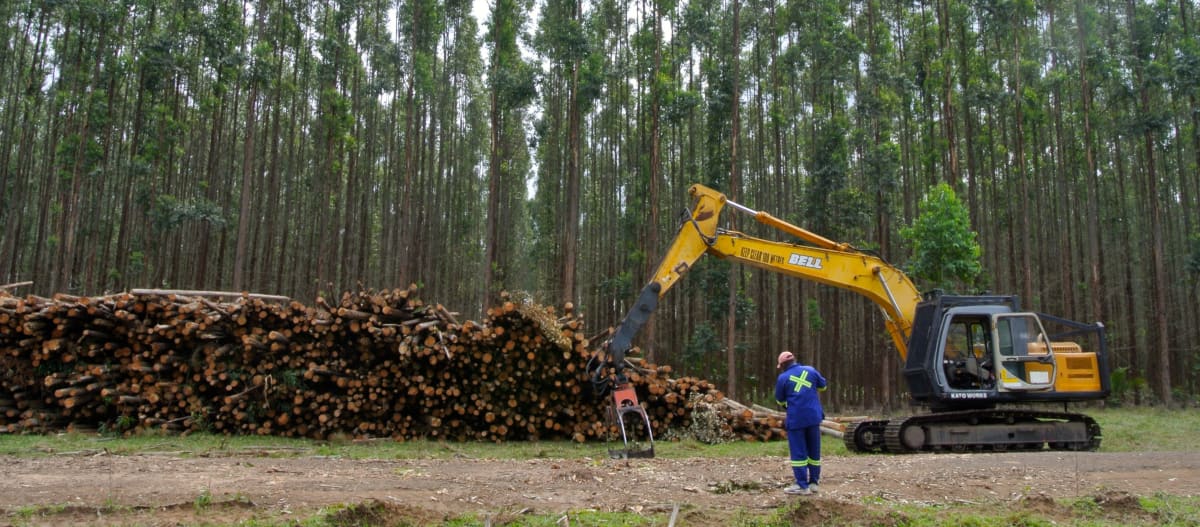 Baumplantage mit Eukalyptus in Südafrika