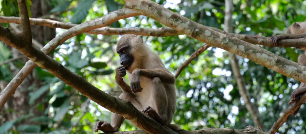 Primat auf Baum