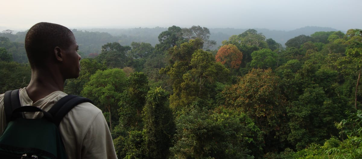 Regenwald südlich des Korup Nationalparks, Kamerun