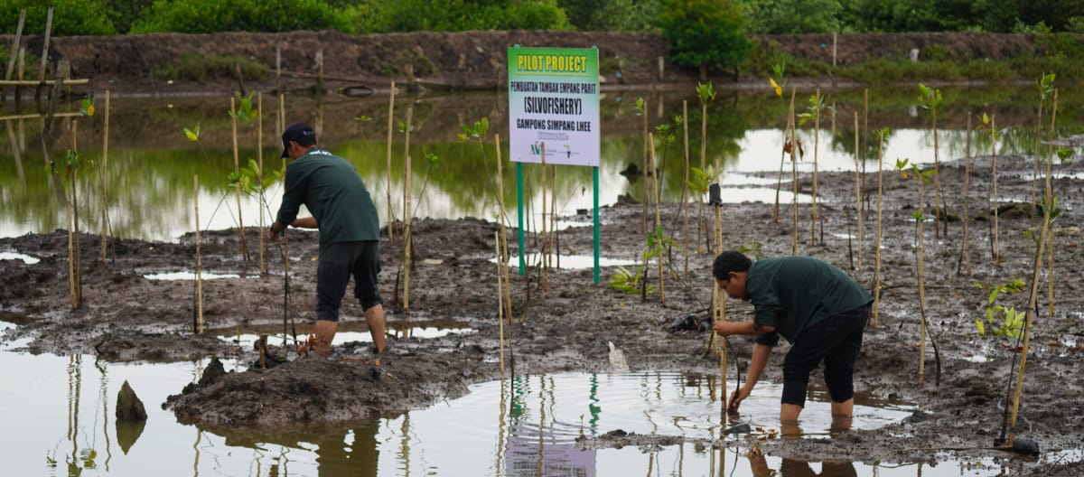 Zwei Männer pflanzen im Sumpf Mangrovensetzlinge