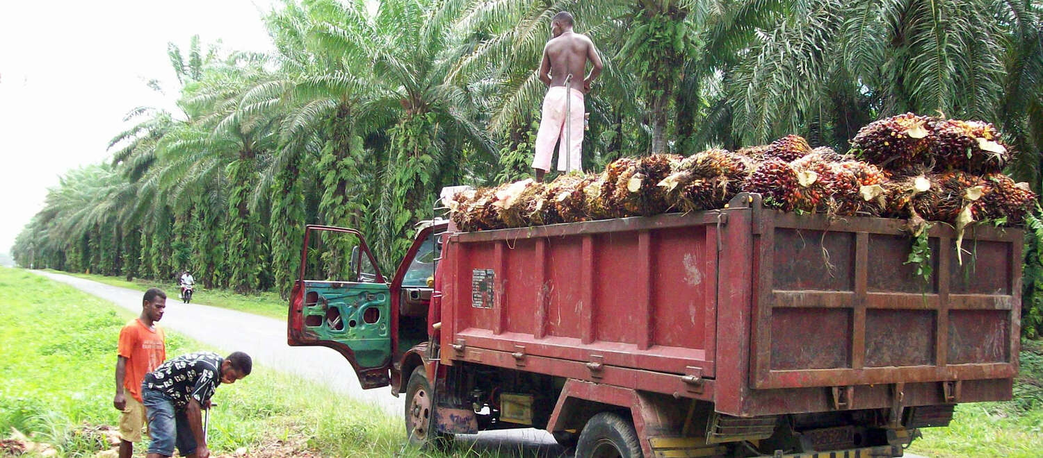 Staatliche Ölpalmplantage in bei Manokwari, Westpapua