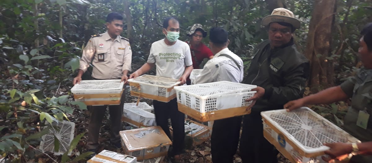 Wildtierschmuggel stoppen: Unsere Partnerorganisation Flight aus Indonesien lässt gefangene Wildvögel frei