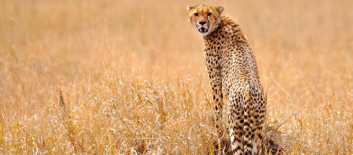 Gepard in der Serengeti