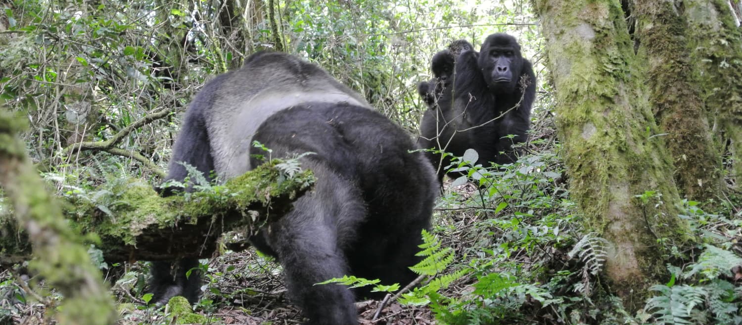 Östliche Flachlandgorillas mit Zwillingsbabys im Kahuzi-Biega Nationalpark