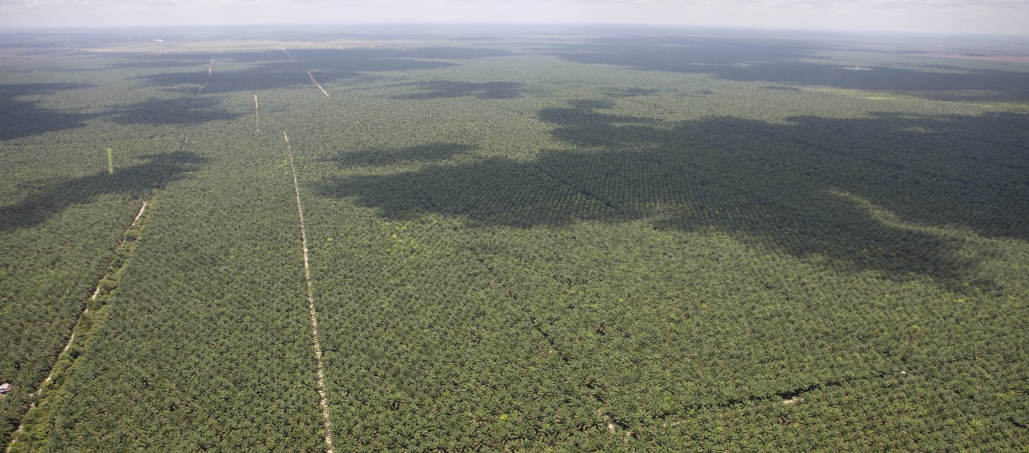 Luftaufnahme von sich bis zum Horizont ausdehnenden Ölpalmplantagen