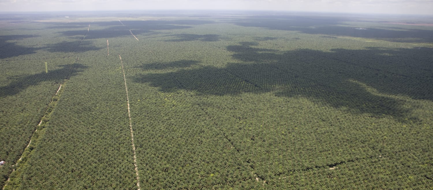 Luftaufnahme von sich bis zum Horizont ausdehnenden Ölpalmplantagen