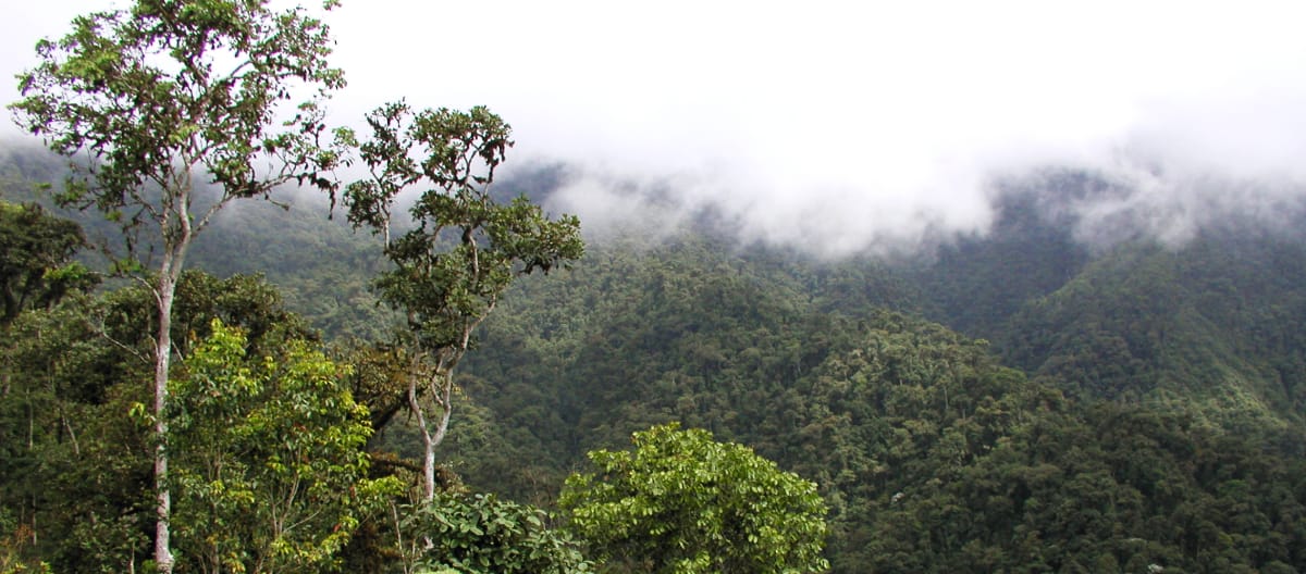 Wolken verhangener Bergregenwald in der Region INTAG im Norden Ecuadors
