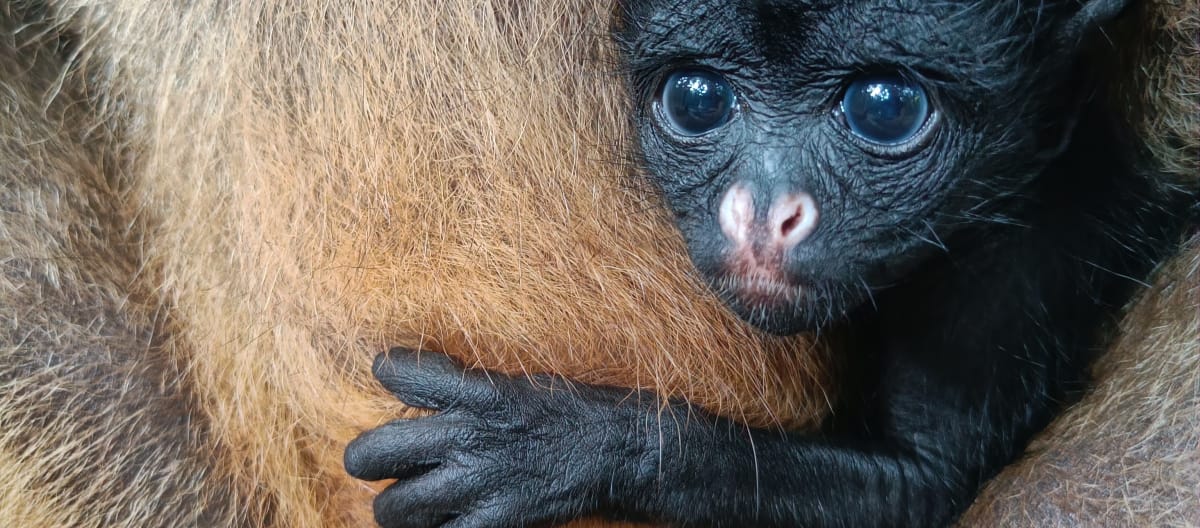 Ein Baby eines Weißstirnklammeraffen schaut aus dem Fell der Mutter