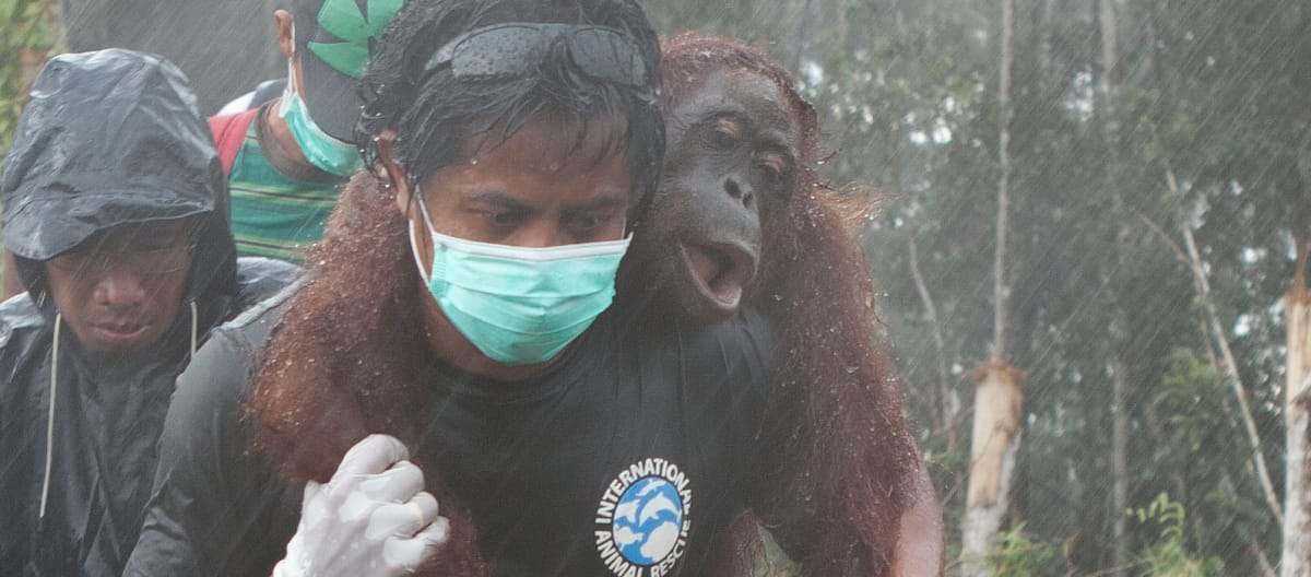 Helfer trägt verletzten Orang-Utan