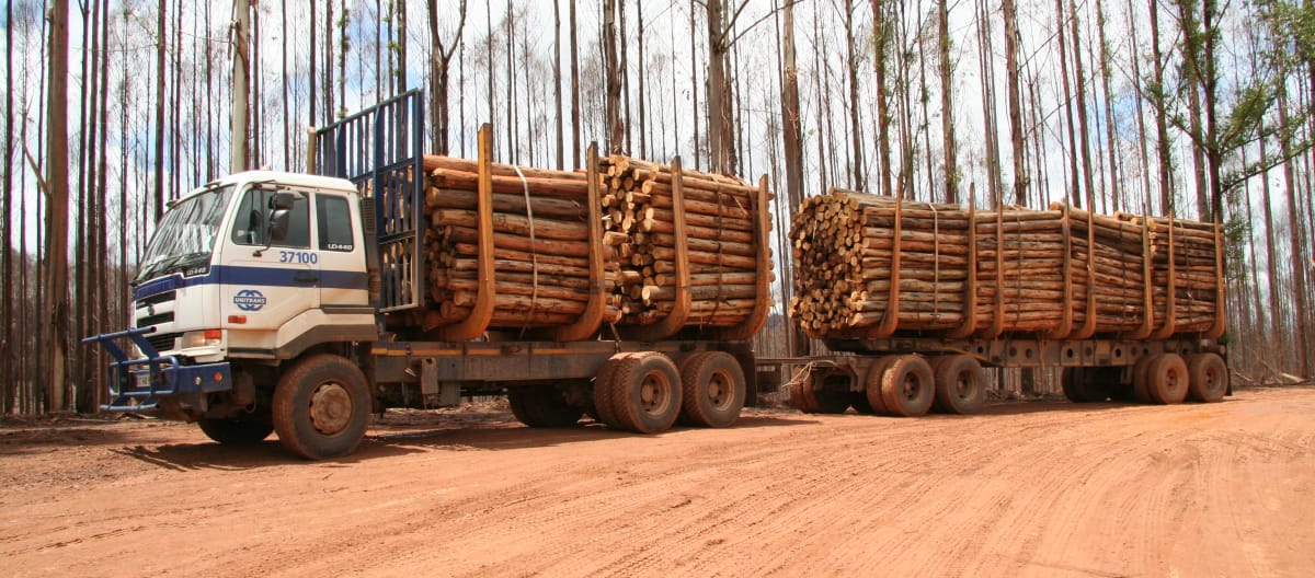 Holzernte auf abgebrannten Eukalyptus-Plantagen in Swasiland, Afrika