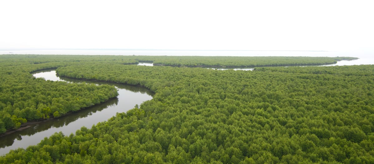 Dichter Mangrovenwald aus der Vogelperspektive. Ein Fluss schlängelt sich durch den Wald bis an die Küste am Horizont.