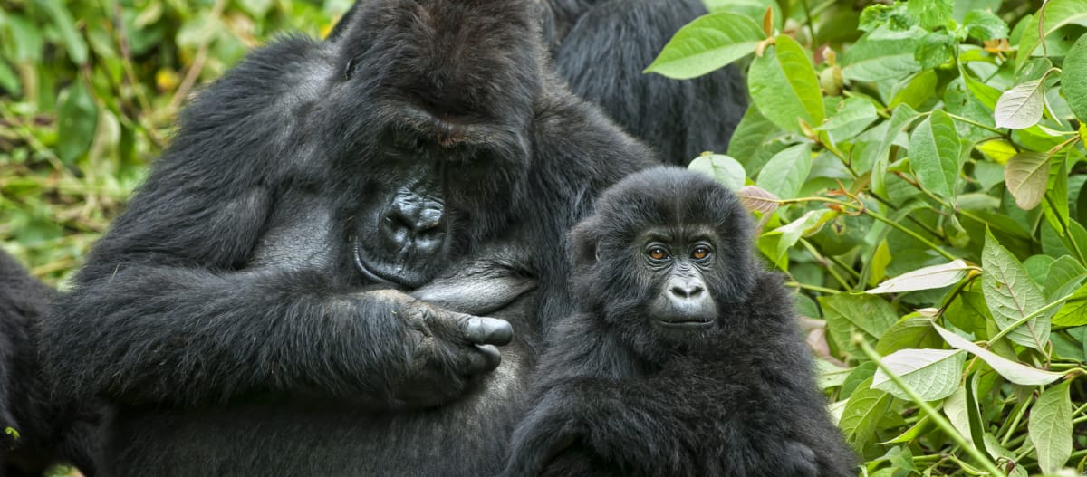 Gorilla mit Jungem
