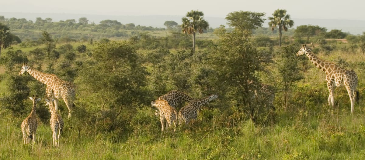 Giraffe in Murchison-Falls-Nationalpark, Uganda