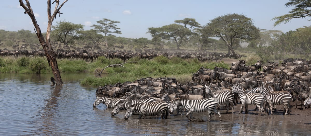 Zebras und Gnu in die Serengeti Nationalpark, Tansania