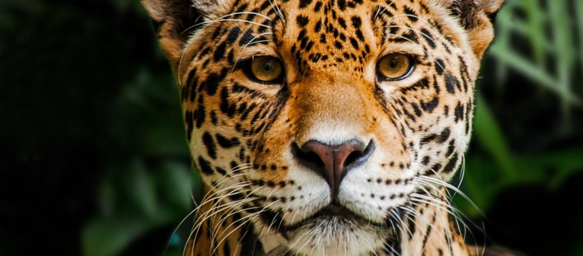 Jaguar in Indio Maiz Reserva Biologica