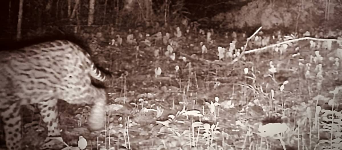 Ein Jaguar ist nachts im Regenwald in eine Kamerfalle getappt