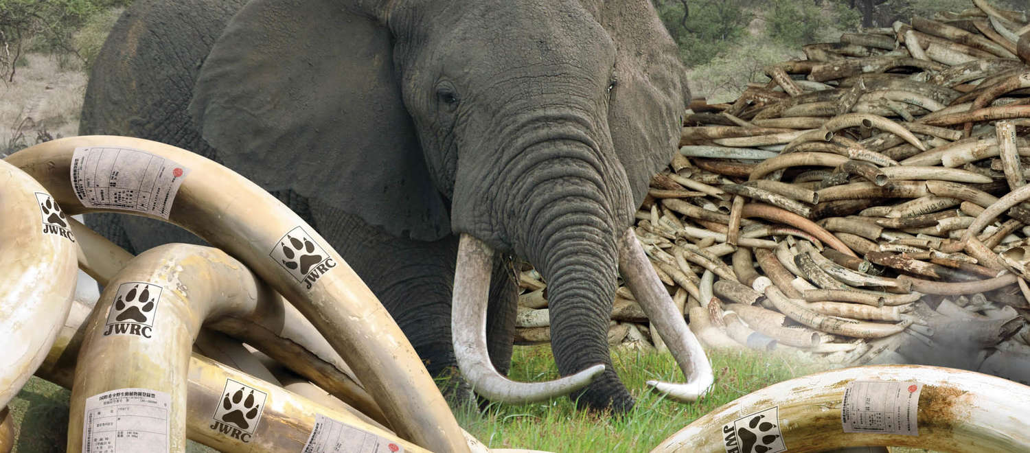 Japan Report Ivory Cover Image EIA