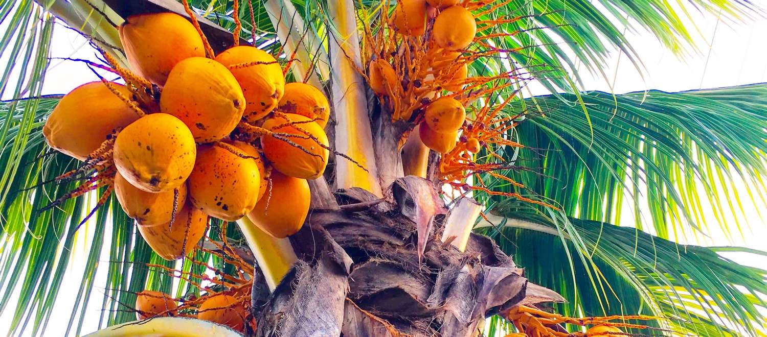 Kokosnüsse auf einer Kokospalme