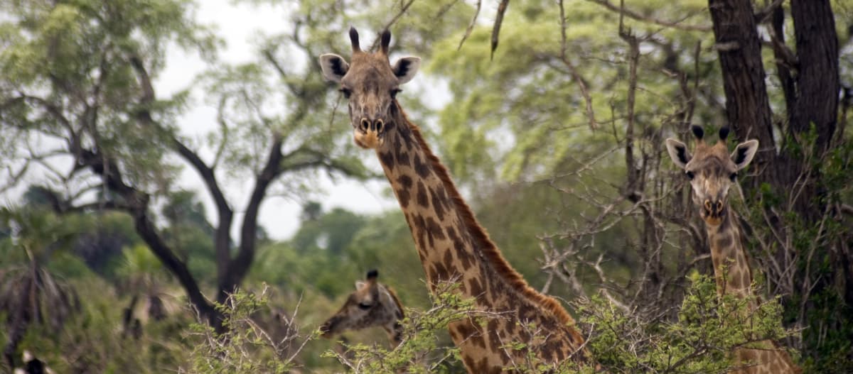 Masaai Giraffen - Selous Game Reserve - Tansania