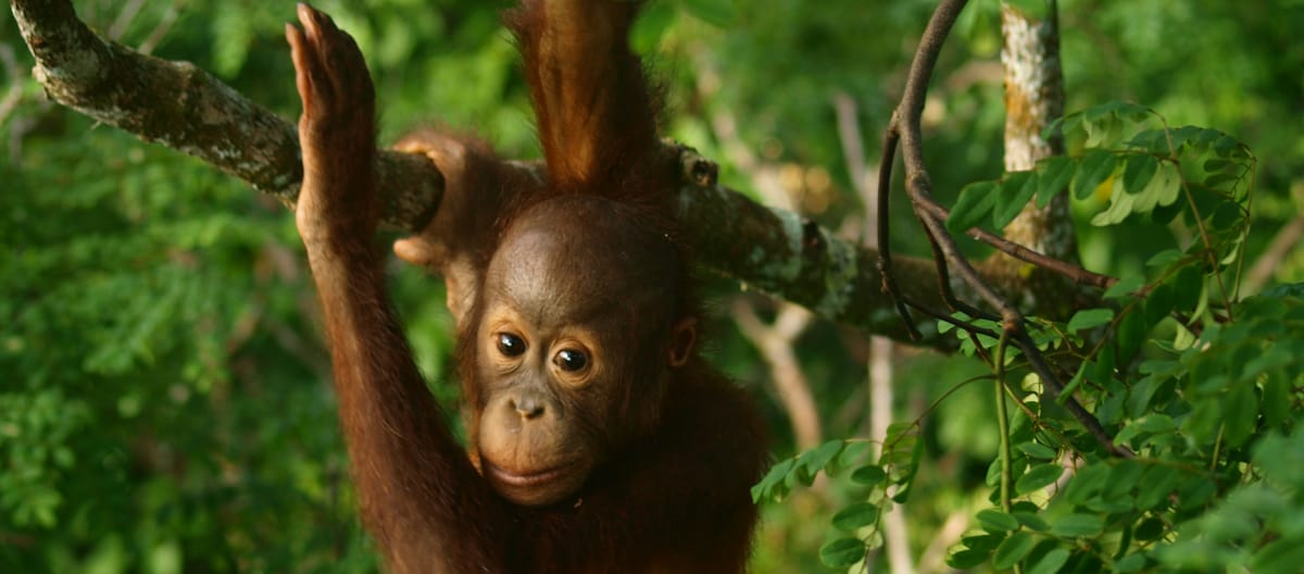 Orang Utan Baby im Regenwald.