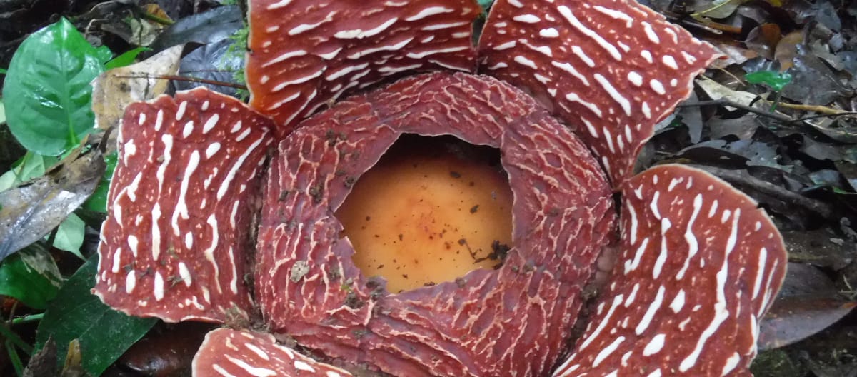 Rafflesia-Blüte