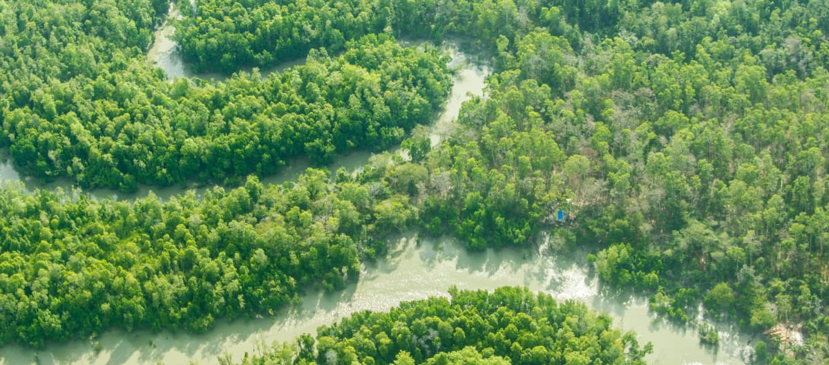 Ein Fluss schlängelt sich durch den Regenwald.
