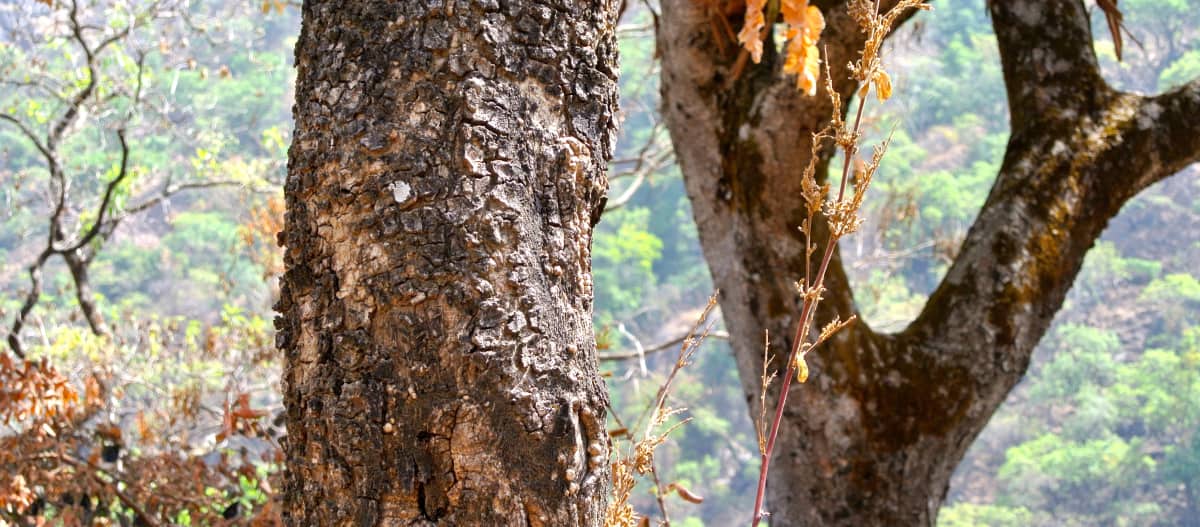 Stamm eines Rosenholz-Baumes in Taraba State, Nigeria