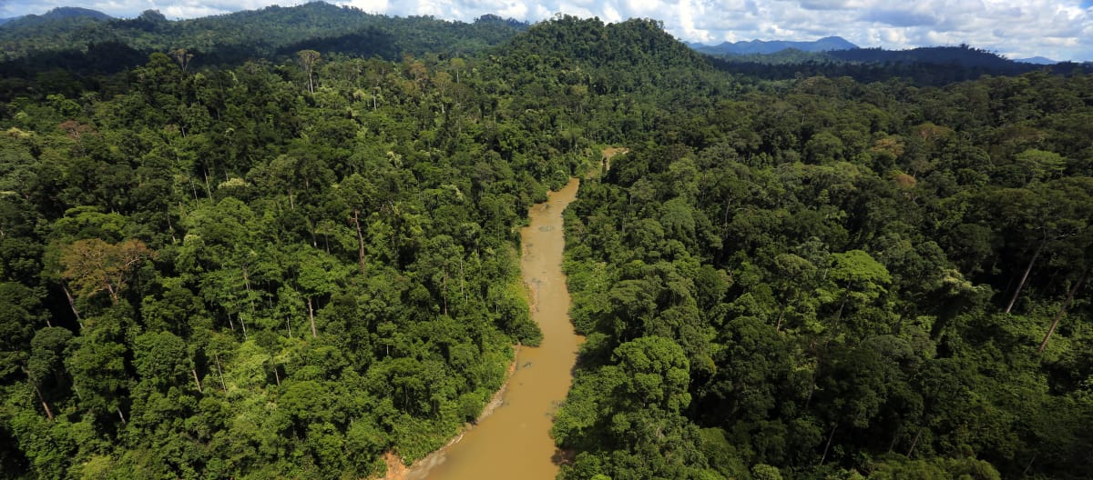 Ein Fluss im Regenwald von Borneo von oben