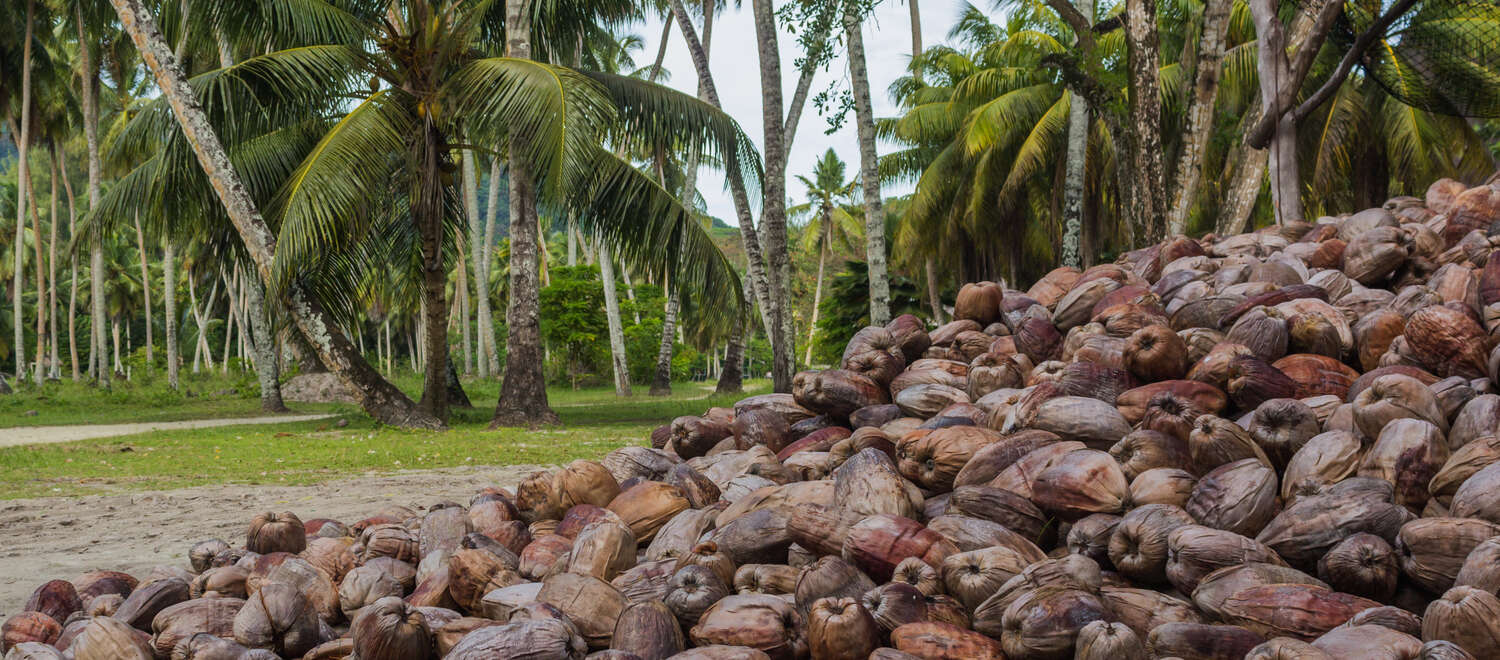 Braune reife Kokosnüsse auf Kokosnussplantage