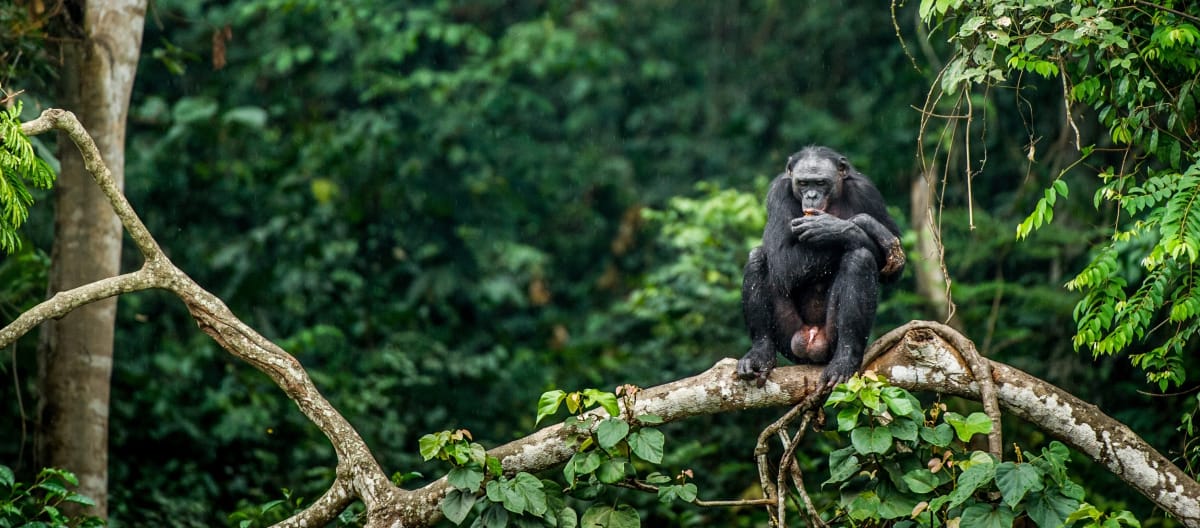 Bonobo auf dem Ast eines Baumes in Kongo