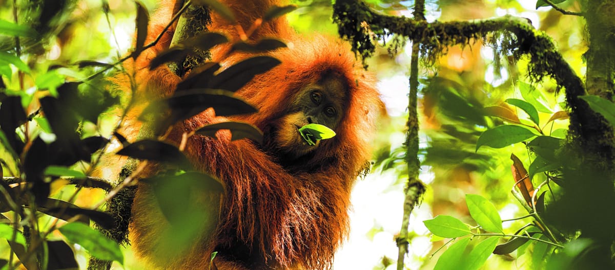 Pongo Tapanuliensis