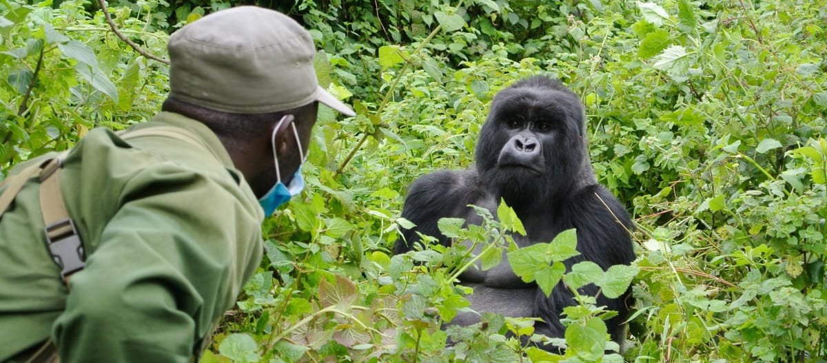 Gorilla und Ranger im Virunga Park