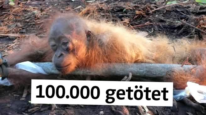 Wissenschaftler: 100.000 Orang-Utans wurden in den letzten Jahren für Palmöl getötet Gefesselt und halbtot Orang-Utan
